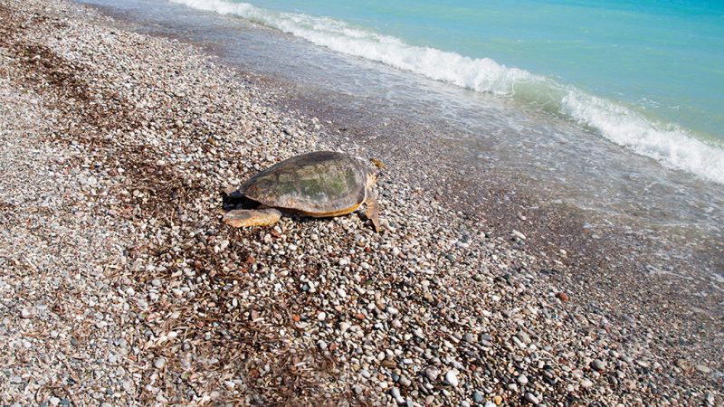 Caretta caretta και μια συγκλονιστική εμπειρία!