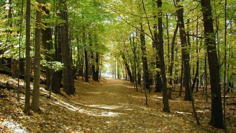 “Το δάσος” | Ποίημα του Μιλτιάδη Μαλακάση